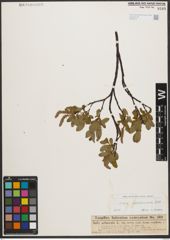 Foto von Salix waldsteiniana Willd.